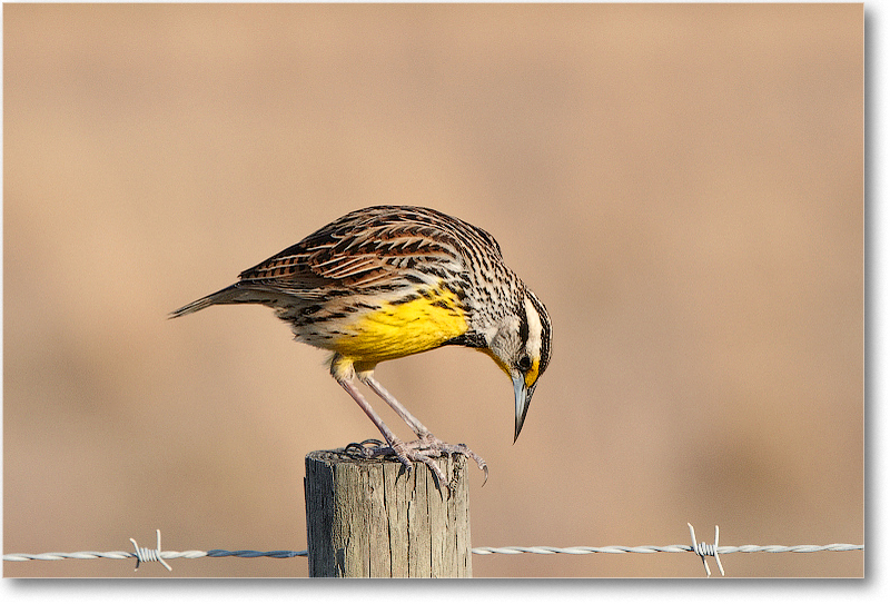 Meadowlark-JoeOverstreetRdFL-2011Feb_D4A2310 copy