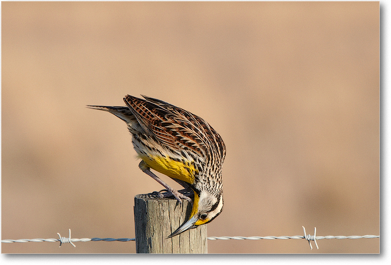 Meadowlark-JoeOverstreetRdFL-2011Feb_D4A2314 copy