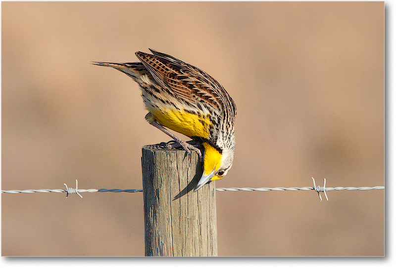 Meadowlark-JoeOverstreetRdFL-2011Feb_D4A2315 copy