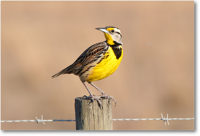 Meadowlark-JoeOverstreetRdFL-2011Feb_D4A2321 copy