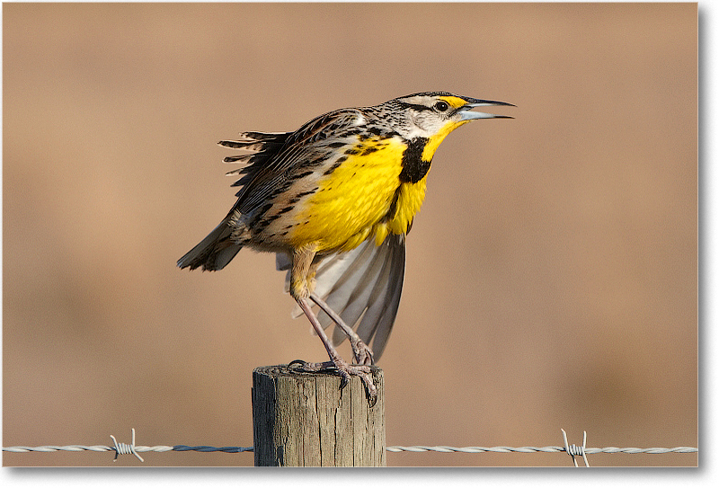 Meadowlark-JoeOverstreetRdFL-2011Feb_D4A2342 copy