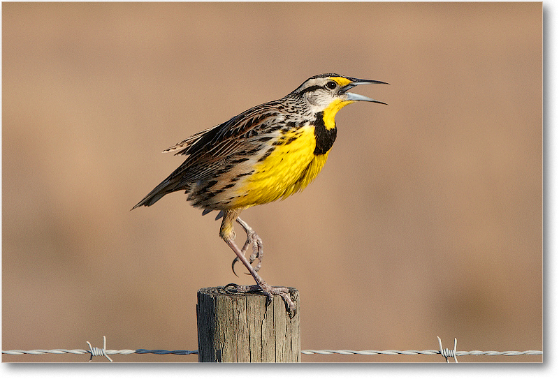 Meadowlark-JoeOverstreetRdFL-2011Feb_D4A2345 copy