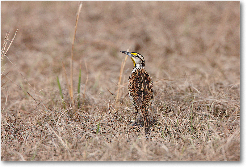 Meadowlark-JoeOverstreetRdFL-2011Feb_S3A6818 copy