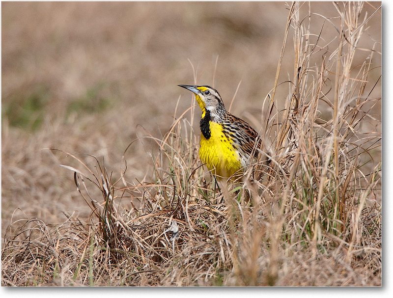 Meadowlark-JoeOverstreetRdFL-2011Feb_S3A6832 copy