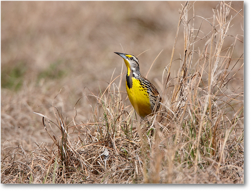 Meadowlark-JoeOverstreetRdFL-2011Feb_S3A6838 copy