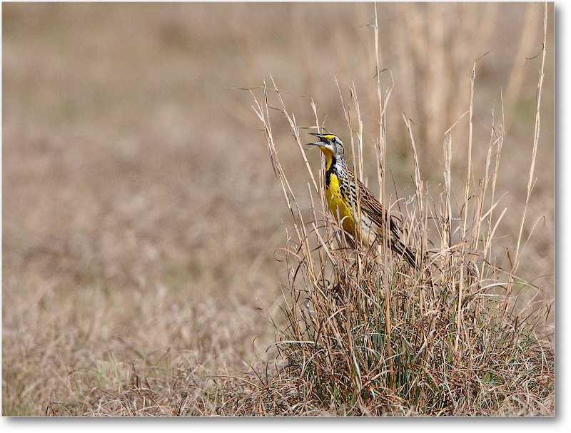 Meadowlark-JoeOverstreetRdFL-2011Feb_S3A6846 copy