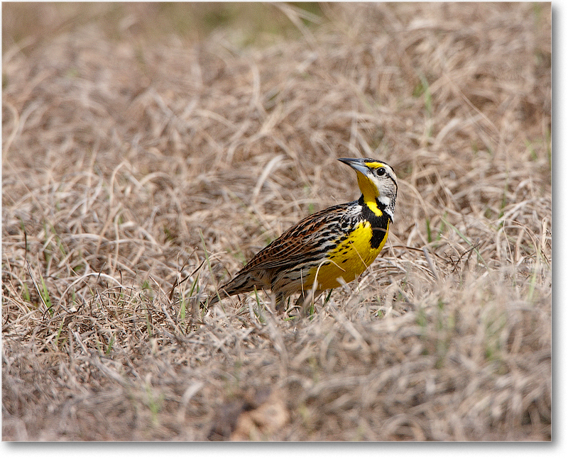 Meadowlark-JoeOverstreetRdFL-2011Feb_S3A6869 copy