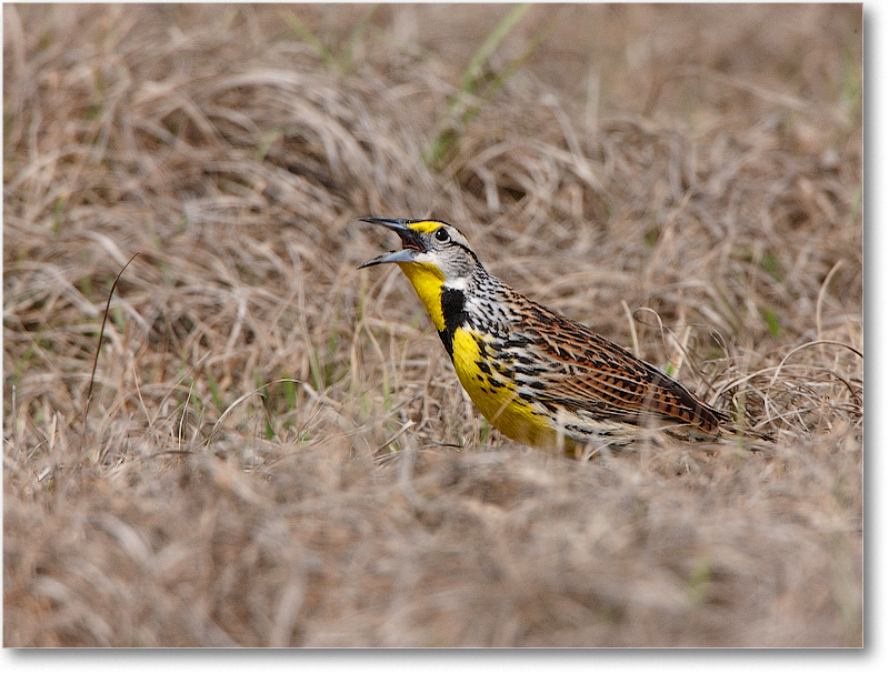 Meadowlark-JoeOverstreetRdFL-2011Feb_S3A6879 copy