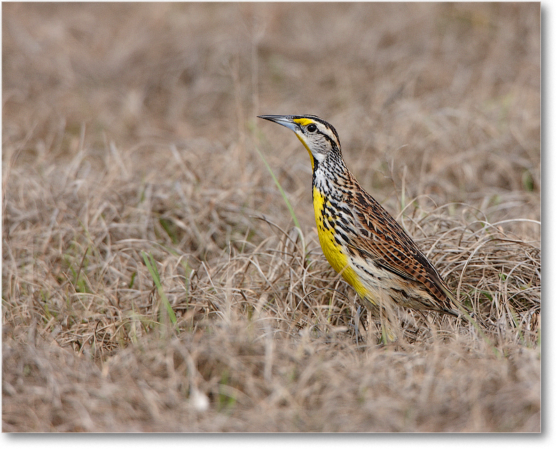 Meadowlark-JoeOverstreetRdFL-2011Feb_S3A6884 copy