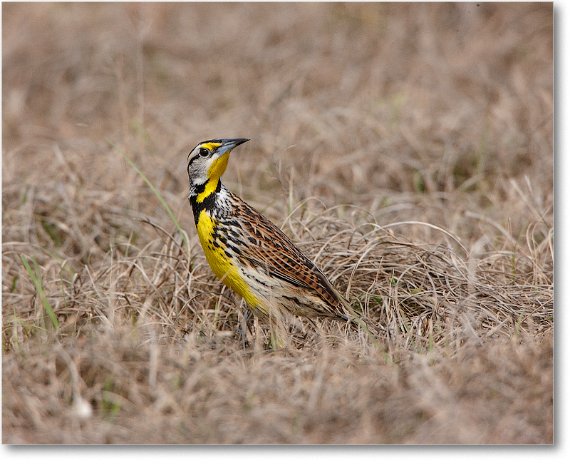 Meadowlark-JoeOverstreetRdFL-2011Feb_S3A6887 copy