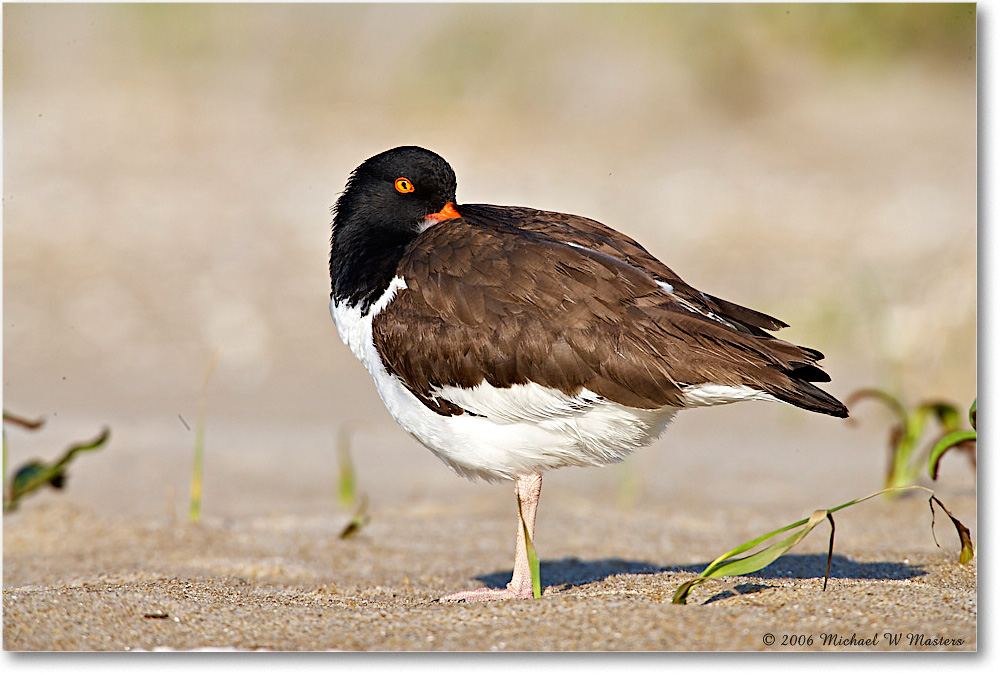 Oystercatcher_Assateague_2006May_E0K9404 copy