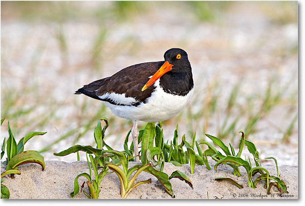 Oystercatcher_Assateague_2006May_E0K9744 copy