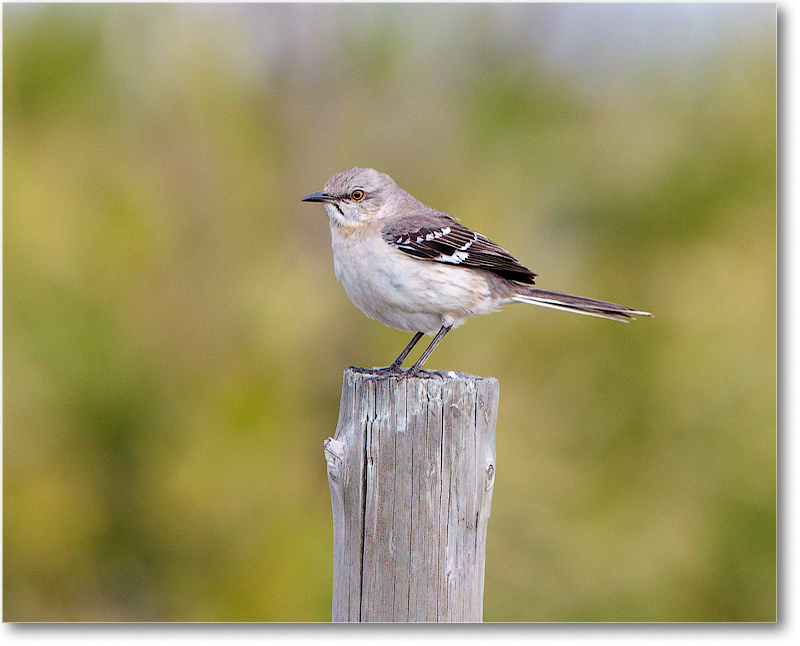 BlackWhiskeredVireo-JoeOverstreetRdFL-2011Feb_D4A1851 copy