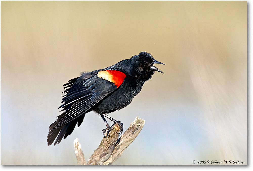 RedWingBlackbird_Assateague_2005May_E0K3274 copy