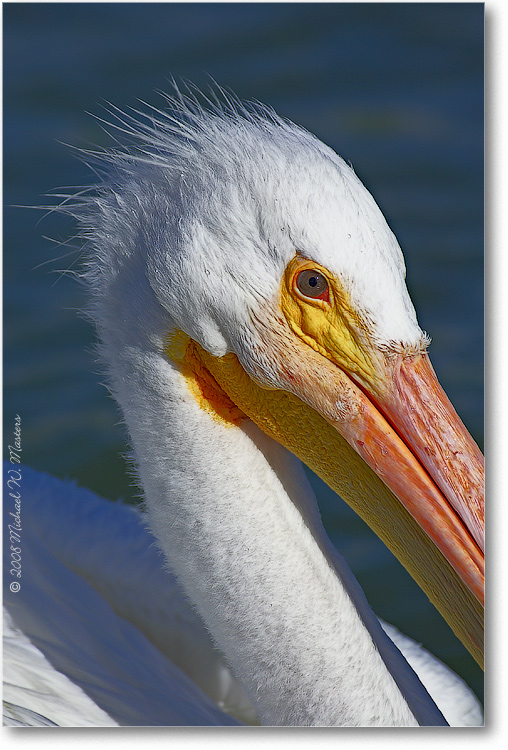 White-Pelican-PlacidaBay-2000Mar-Y2F7139