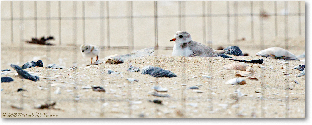 PipingPloverChick-ChincoNWR-2013June_D5A0833