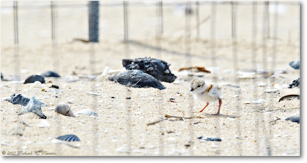 PipingPloverChick-ChincoNWR-2013June_D5A0844