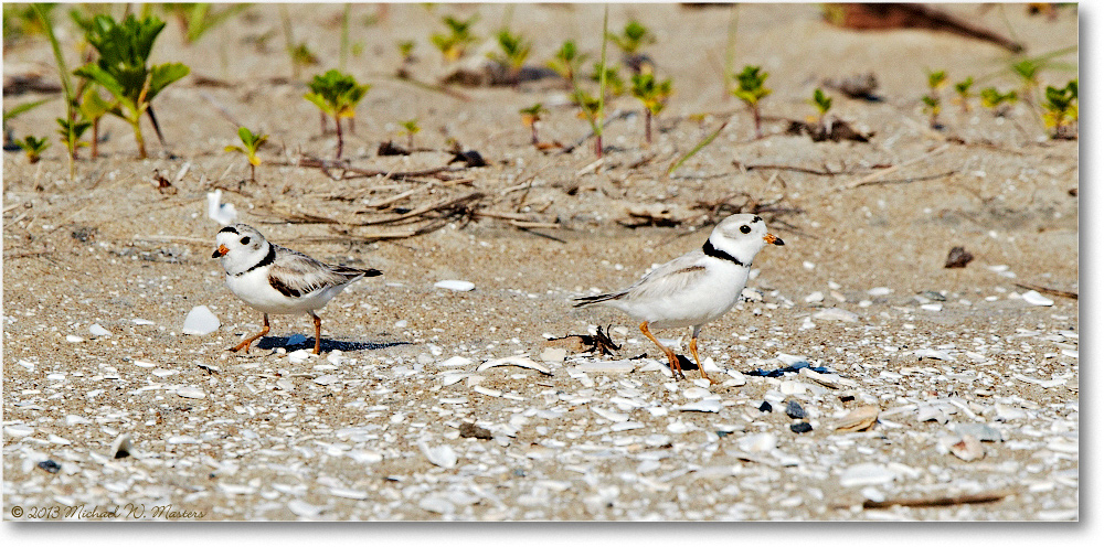 PipingPloverChicks-ChincoNWR-2013June_D5A0778