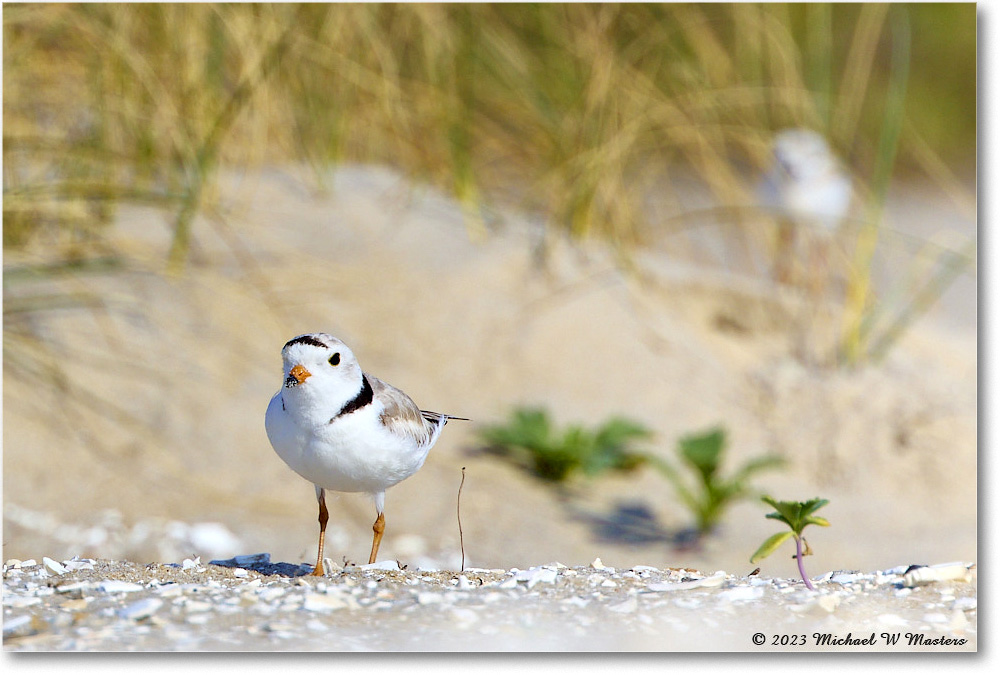 PipingPlover_Assateague_2023Jun_R5B11039 copy