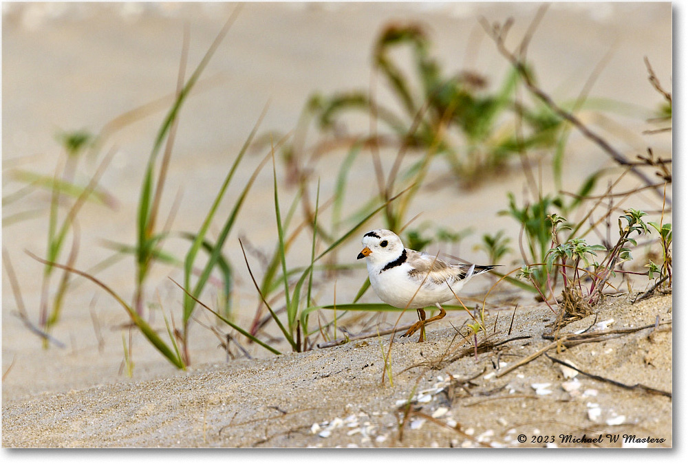 PipingPlover_Assateague_2023Jun_R5B11640 copy