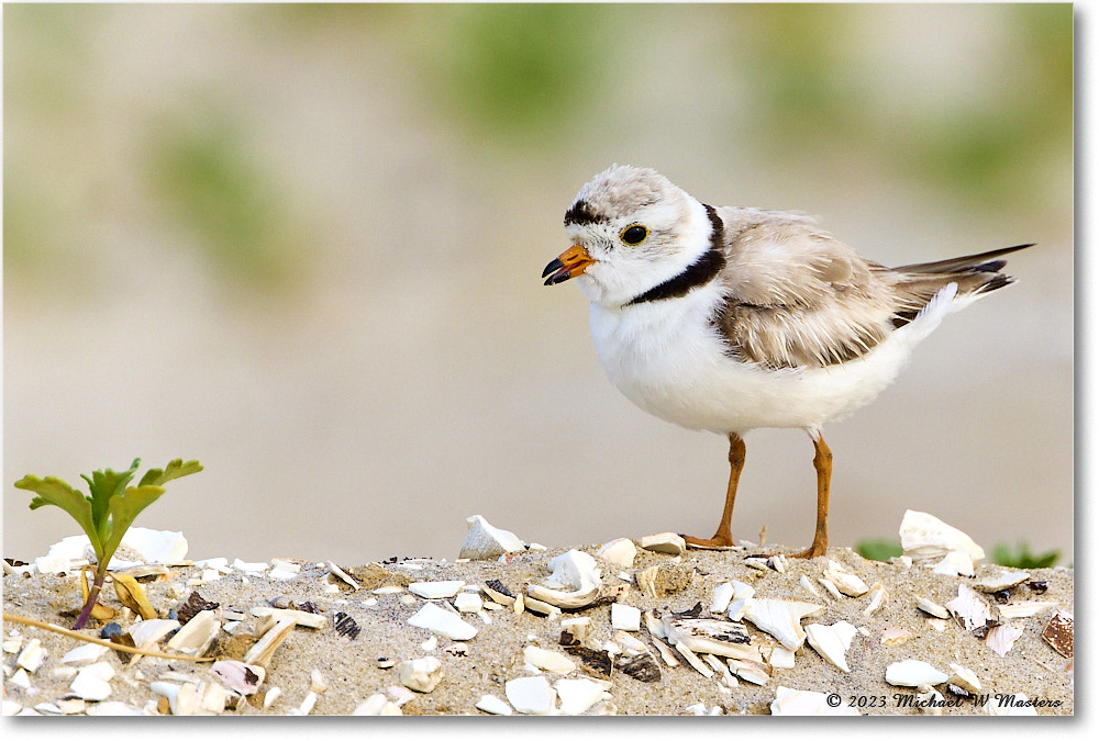 PipingPlover_Assateague_2023Jun_R5B11726 copy