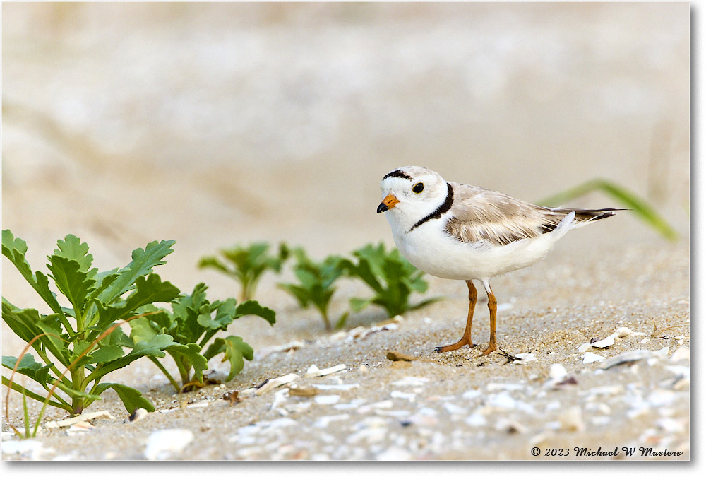 PipingPlover_Assateague_2023Jun_R5B11740 copy