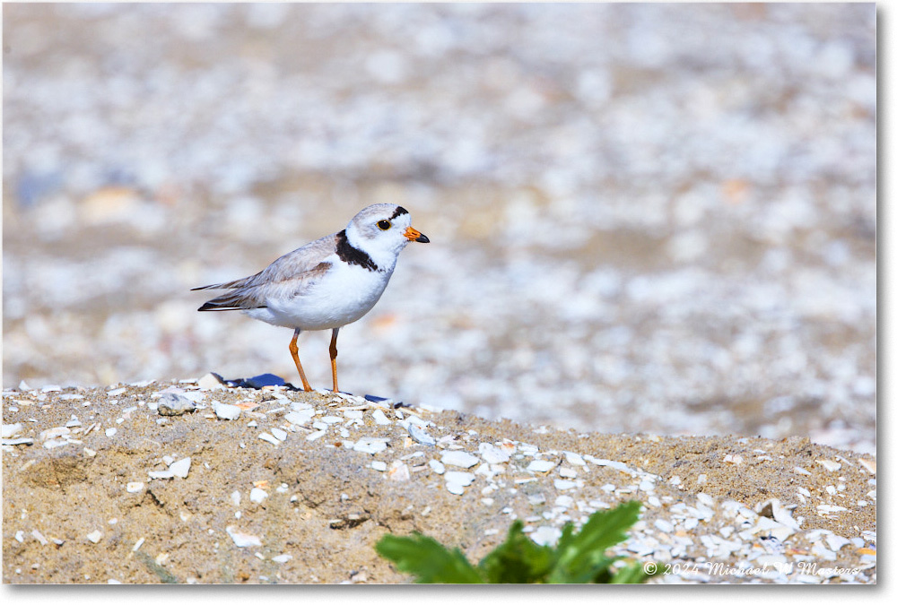 PipingPlover_ChincoNWR_2024Jun_R5A23598