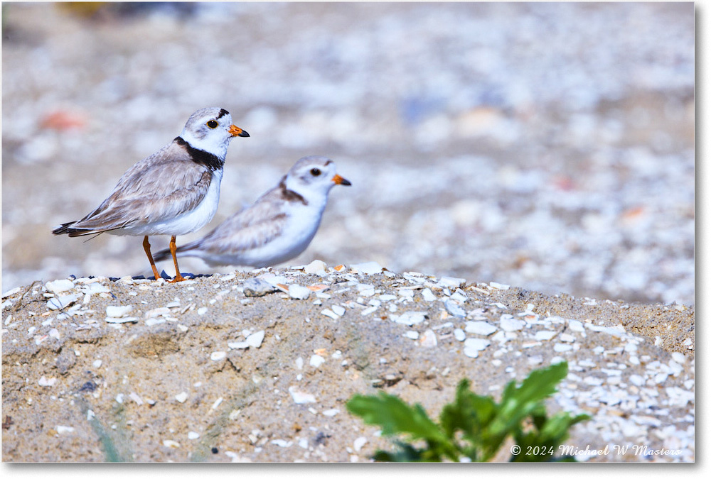 PipingPlover_ChincoNWR_2024Jun_R5A23660