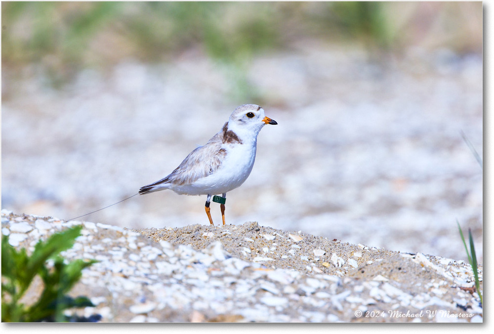 PipingPlover_ChincoNWR_2024Jun_R5A23669