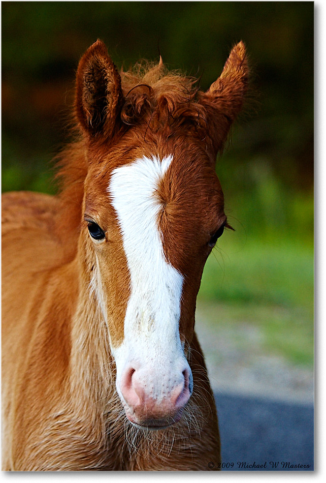 PonyFoal_ChincoNWR_2009May_1D3A0039