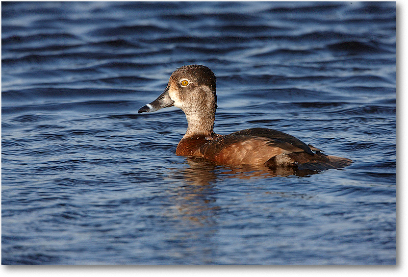 RingNeckDuckFemale-VieraWetlandsFL-2011Feb_S3A6142