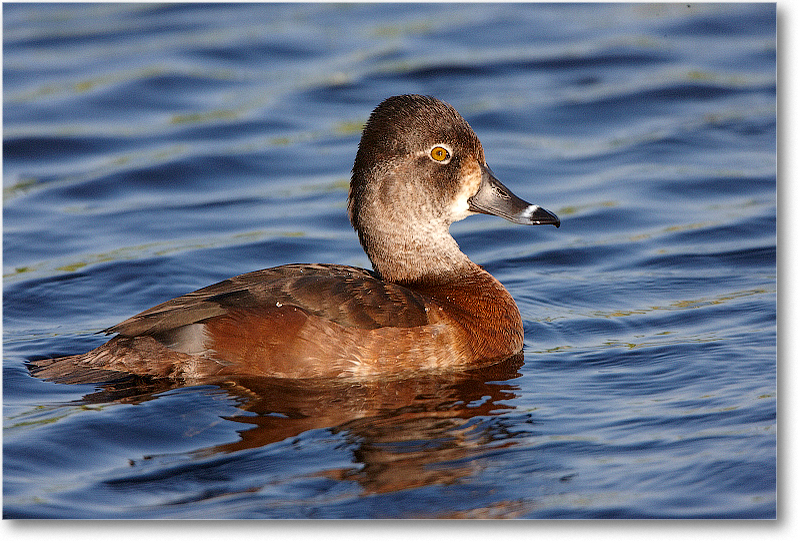 RingNeckDuckFemale-VieraWetlandsFL-2011Feb_S3A6211