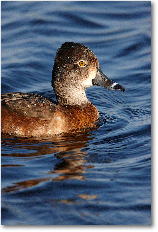 RingNeckDuckFemale-VieraWetlandsFL-2011Feb_S3A6228