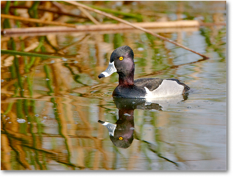 RingNeckDuckMale-VieraWetlandsFL-2011Feb_S3A5028