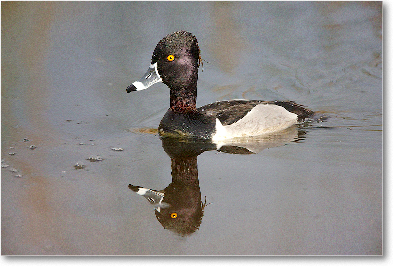 RingNeckDuckMale-VieraWetlandsFL-2011Feb_S3A5047