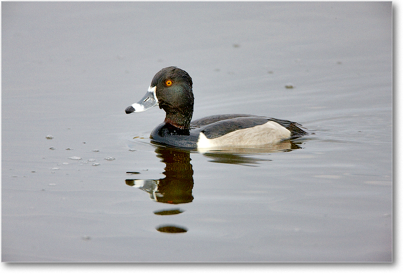 RingNeckDuckMale-VieraWetlandsFL-2011Feb_S3A5138