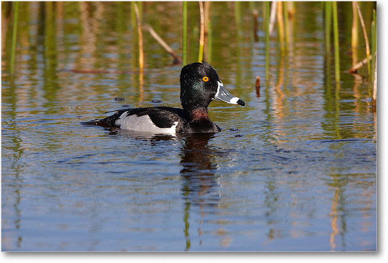 RingNeckDuckMale-VieraWetlandsFL-2011Feb_S3A5699