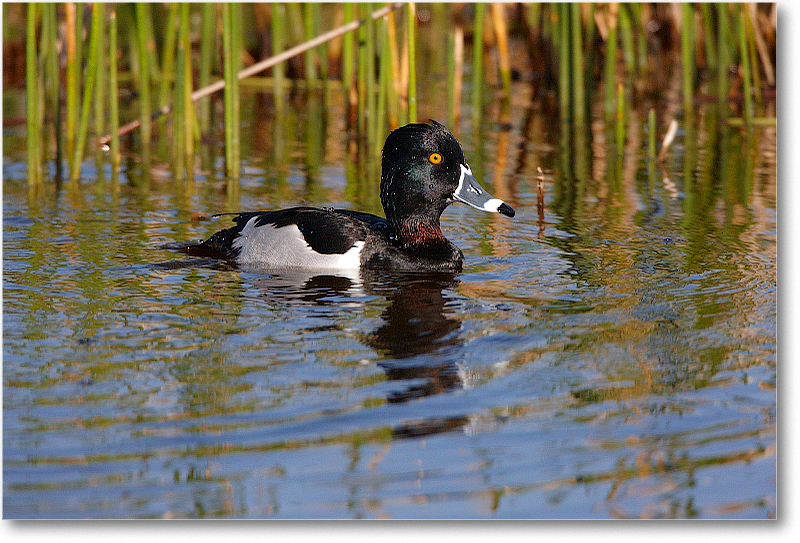 RingNeckDuckMale-VieraWetlandsFL-2011Feb_S3A5706