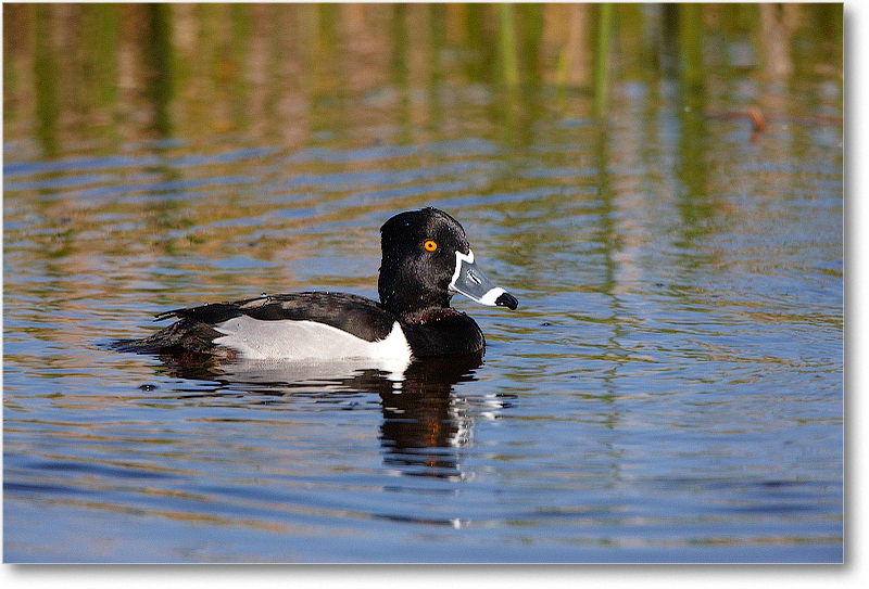 RingNeckDuckMale-VieraWetlandsFL-2011Feb_S3A5713