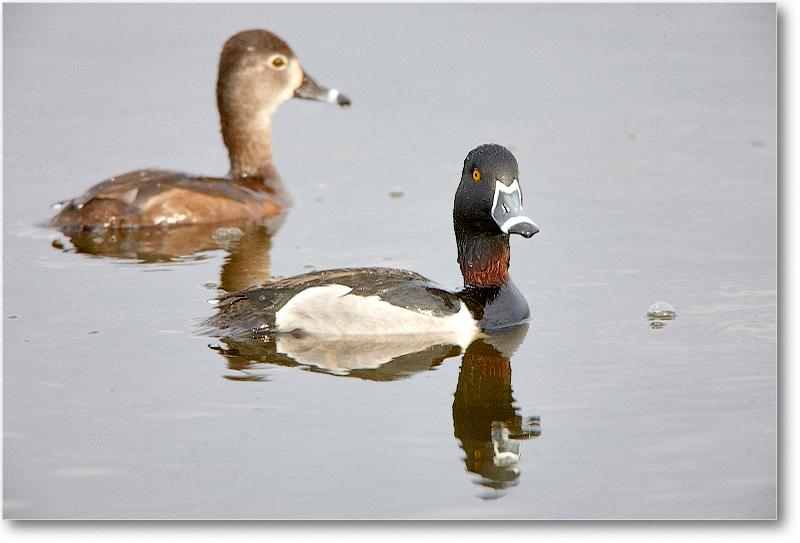 RingNeckDuckPair-VieraWetlandsFL-2011Feb_S3A5136