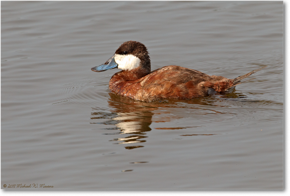 RuddyDuck-ChincoNWR-2011June_D4A3869