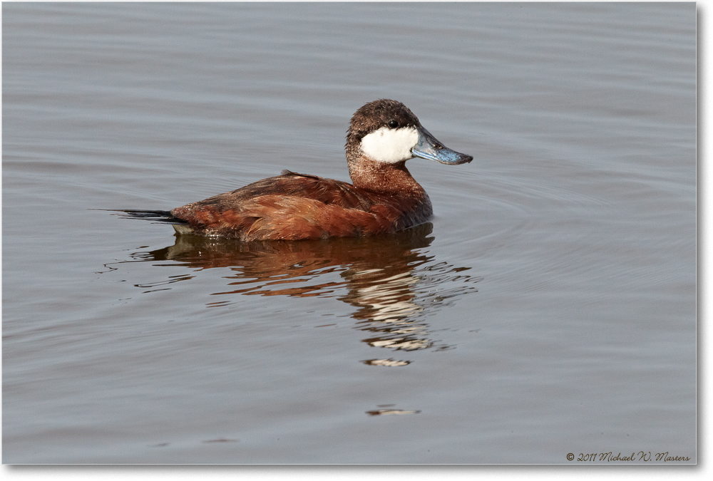 RuddyDuck-ChincoNWR-2011June_D4A4060