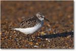 SemiPalmatedSandpiper_PortMahonDE_2005May_1Ds2_E0K3960 (BGblur)