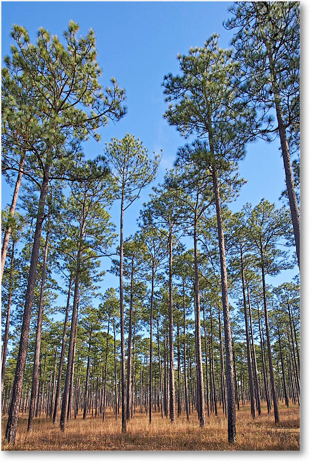 LongleafPines_Florida_2006Jan__E0K7166 copy