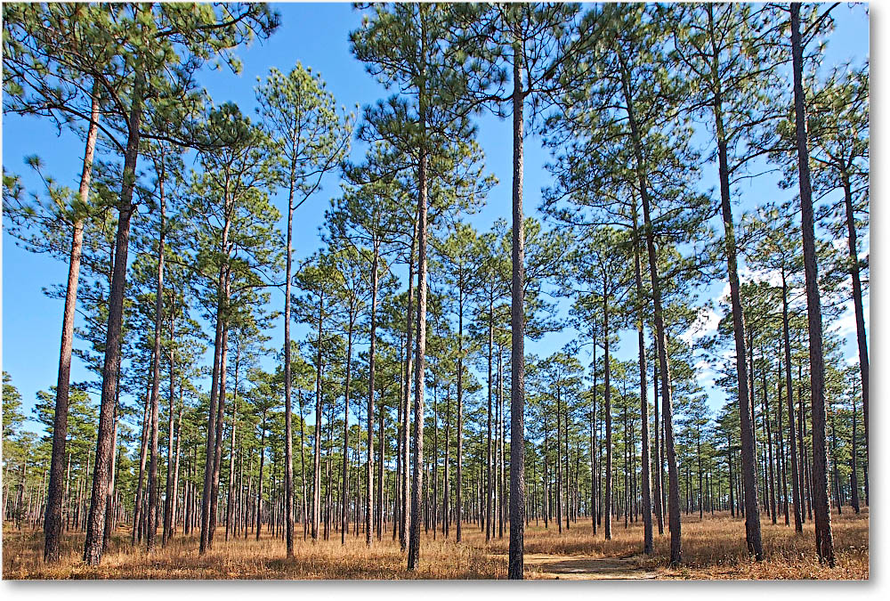 LongleafPines_Florida_2006Jan__E0K7167 copy