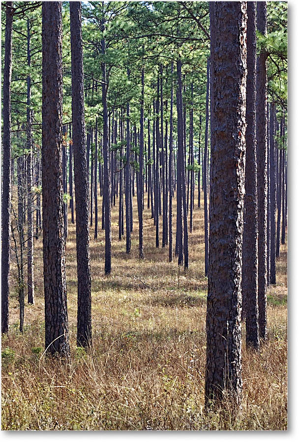 LongleafPines_Florida_2006Jan__Y2F7525 copy