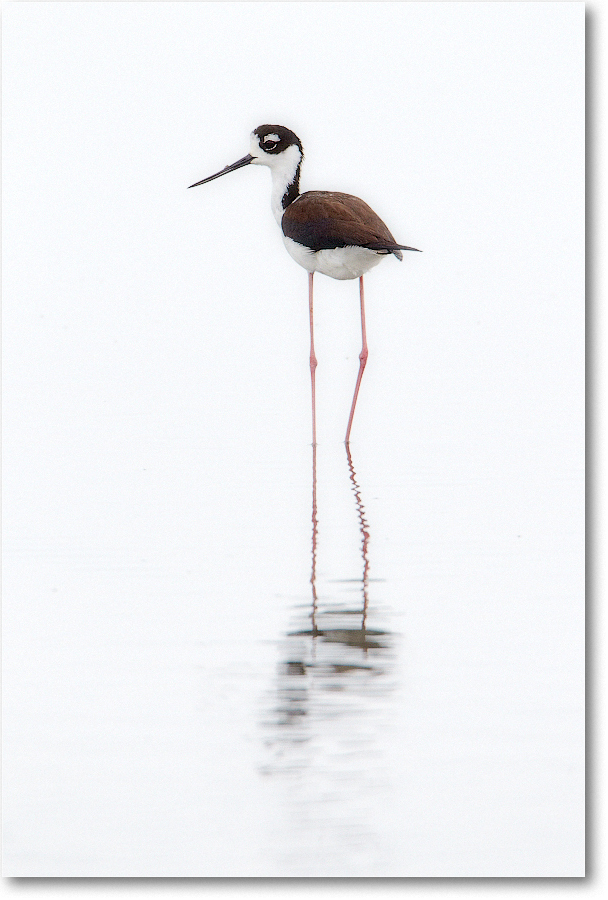 BlackneckedStilt-ChincoNWR-2012June_D4B1261 copy