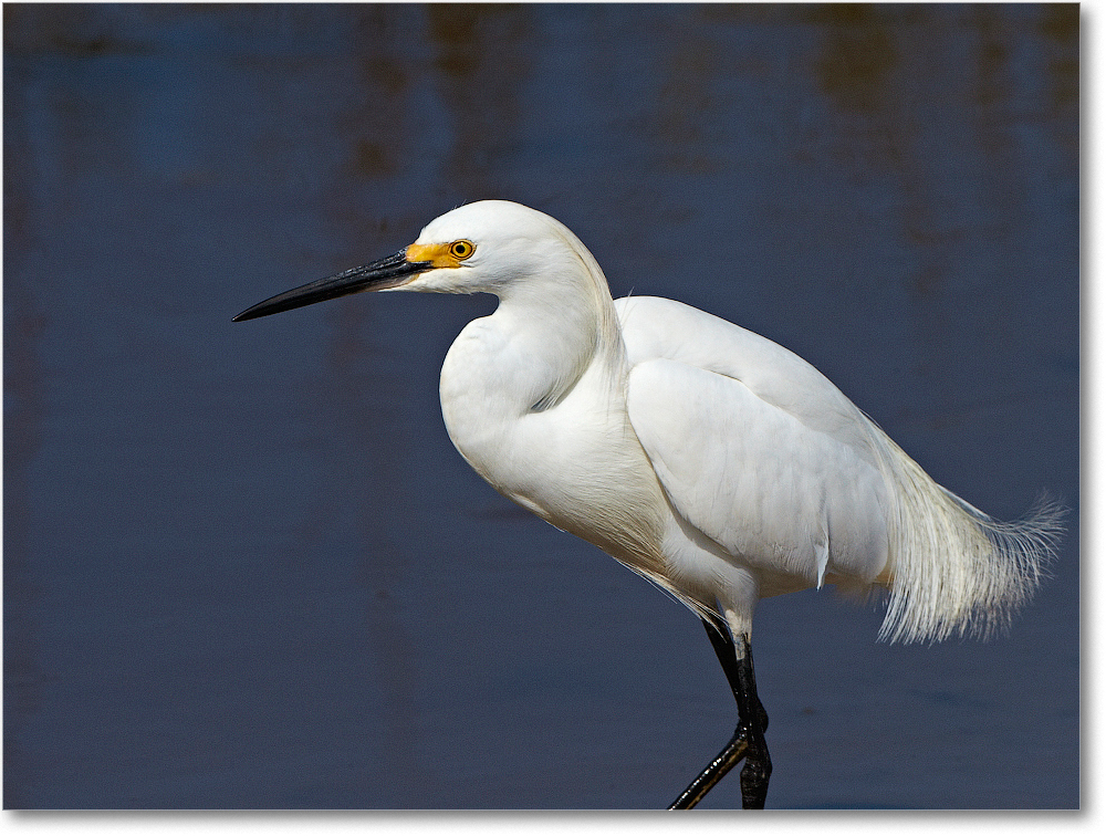 SnowyEgret-ChincoNWR-2012June_D4B0790