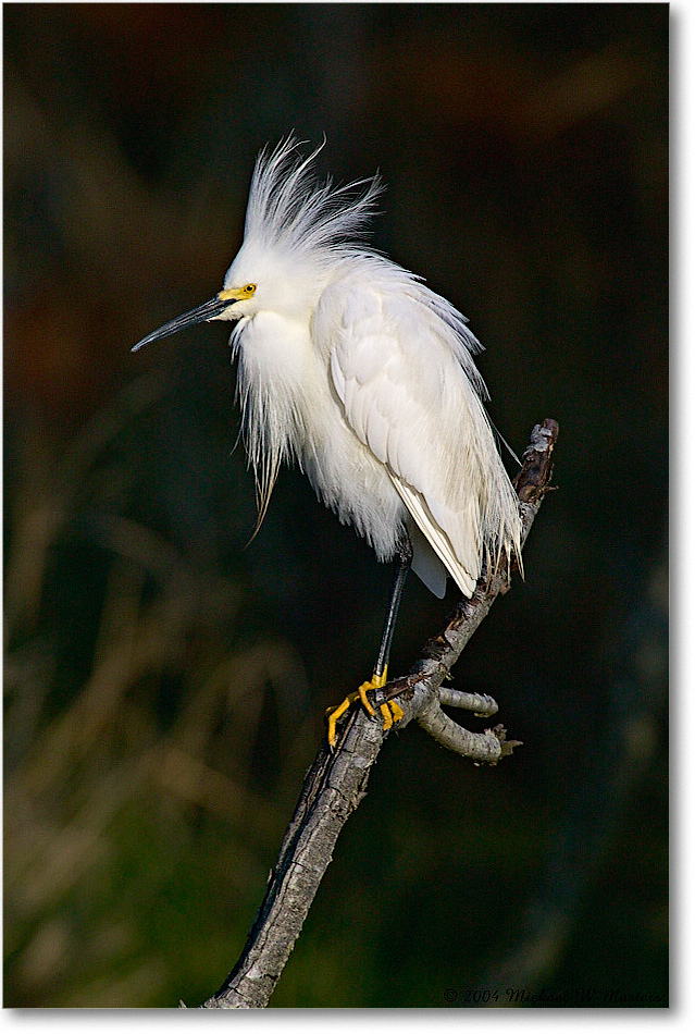 SnowyEgret_ChincoNWR-WLL_2004May_1FFT4064