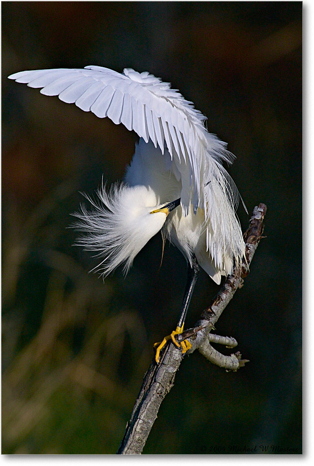 SnowyEgret_ChincoNWR-WLL_2004May_1FFT4065